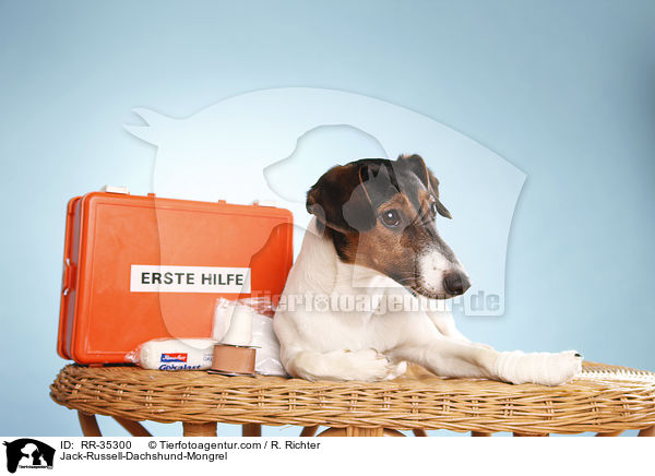 Jack-Russell-Dackel-Mischling / Jack-Russell-Dachshund-Mongrel / RR-35300