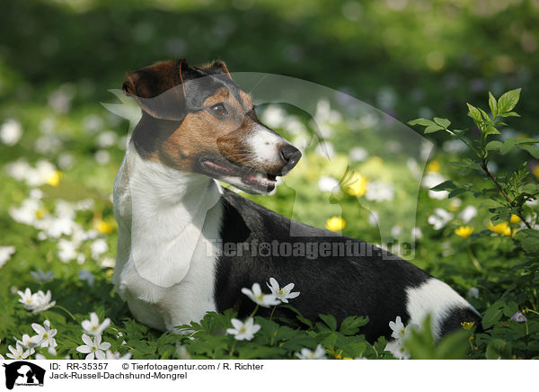 Jack-Russell-Dackel-Mischling / Jack-Russell-Dachshund-Mongrel / RR-35357