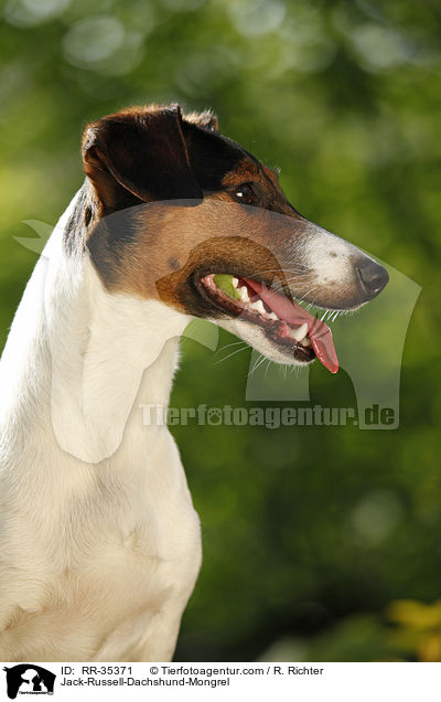 Jack-Russell-Dackel-Mischling / Jack-Russell-Dachshund-Mongrel / RR-35371