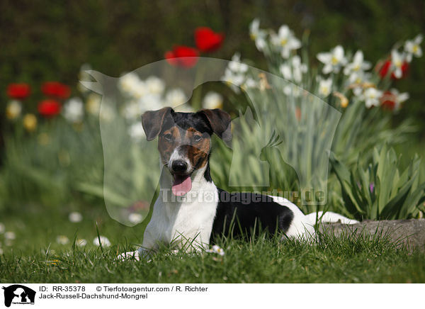 Jack-Russell-Dackel-Mischling / Jack-Russell-Dachshund-Mongrel / RR-35378