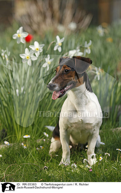 Jack-Russell-Dackel-Mischling / Jack-Russell-Dachshund-Mongrel / RR-35383