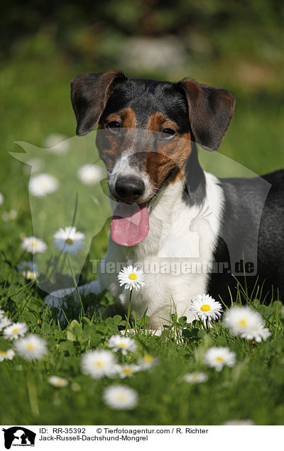 Jack-Russell-Dackel-Mischling / Jack-Russell-Dachshund-Mongrel / RR-35392