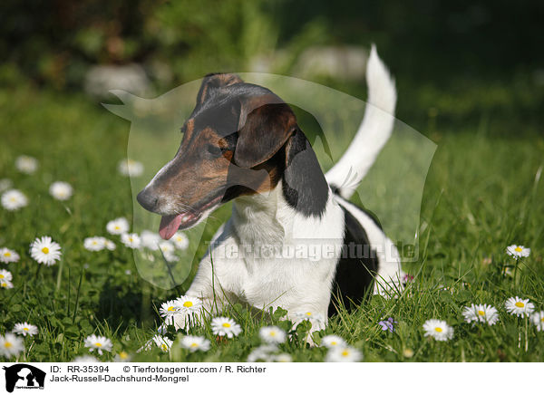 Jack-Russell-Dackel-Mischling / Jack-Russell-Dachshund-Mongrel / RR-35394