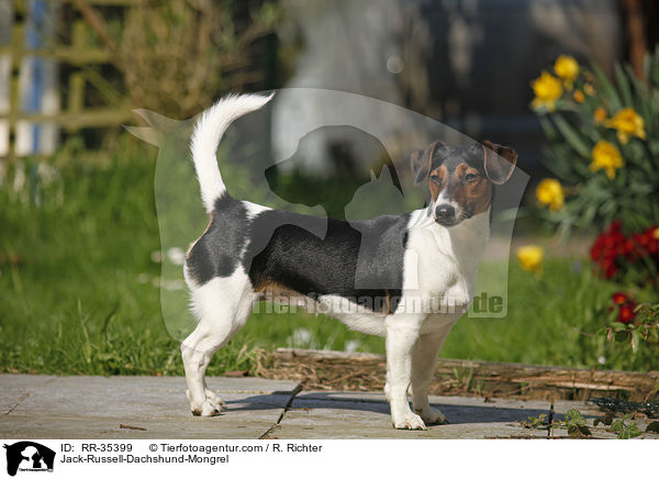 Jack-Russell-Dackel-Mischling / Jack-Russell-Dachshund-Mongrel / RR-35399