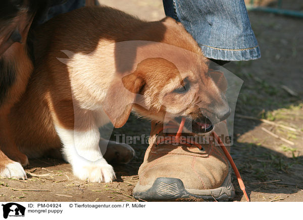 Jack-Russell-Dackel-Mix Welpe / mongrel puppy / PM-04924