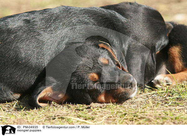 Jack-Russell-Dackel-Mix Welpen / mongrel puppies / PM-04935