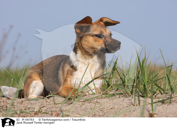 Jack-Russell-Terrier-Mix / Jack Russell Terrier mongrel / IF-06763
