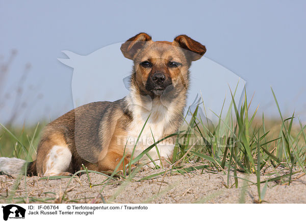 Jack-Russell-Terrier-Mix / Jack Russell Terrier mongrel / IF-06764