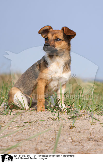 Jack-Russell-Terrier-Mix / Jack Russell Terrier mongrel / IF-06766