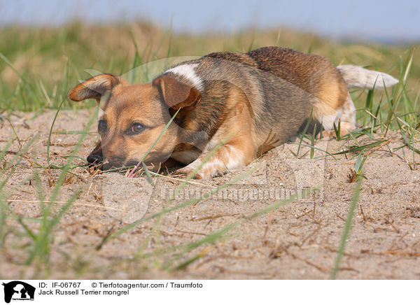Jack-Russell-Terrier-Mix / Jack Russell Terrier mongrel / IF-06767