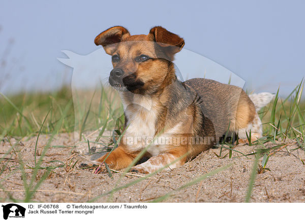 Jack-Russell-Terrier-Mix / Jack Russell Terrier mongrel / IF-06768