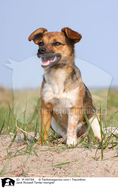 Jack-Russell-Terrier-Mix / Jack Russell Terrier mongrel / IF-06769