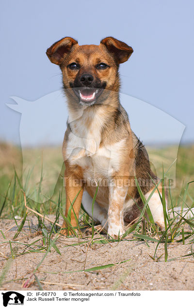 Jack-Russell-Terrier-Mix / Jack Russell Terrier mongrel / IF-06770