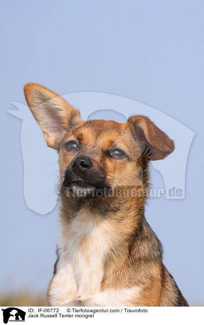 Jack-Russell-Terrier-Mix / Jack Russell Terrier mongrel / IF-06772