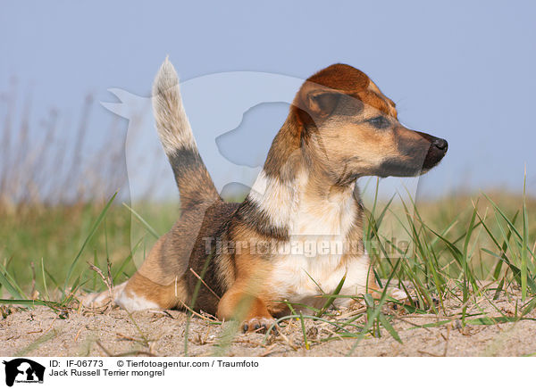 Jack-Russell-Terrier-Mix / Jack Russell Terrier mongrel / IF-06773