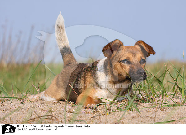 Jack-Russell-Terrier-Mix / Jack Russell Terrier mongrel / IF-06774