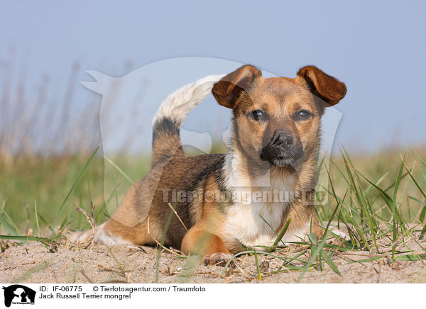 Jack-Russell-Terrier-Mix / Jack Russell Terrier mongrel / IF-06775