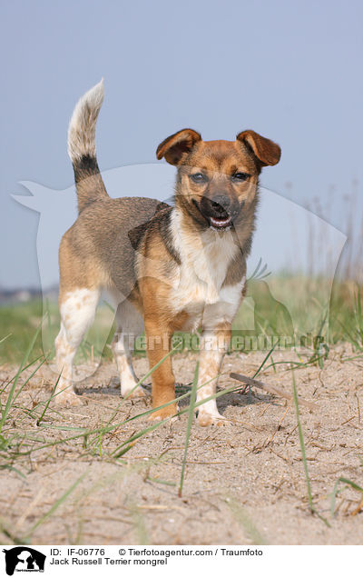 Jack-Russell-Terrier-Mix / Jack Russell Terrier mongrel / IF-06776