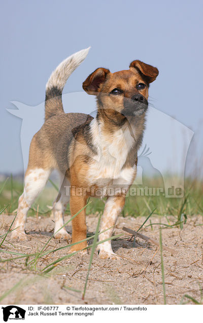 Jack-Russell-Terrier-Mix / Jack Russell Terrier mongrel / IF-06777