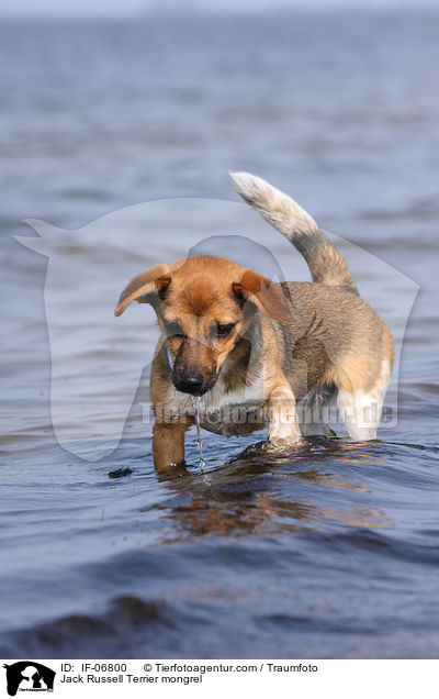 Jack-Russell-Terrier-Mix / Jack Russell Terrier mongrel / IF-06800