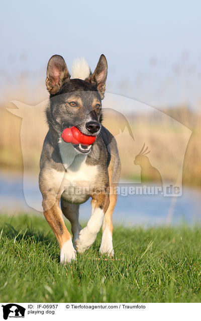 playing dog / IF-06957