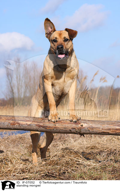 stehender Boxer-Schferhund-Mix / standing mongrel / IF-07052