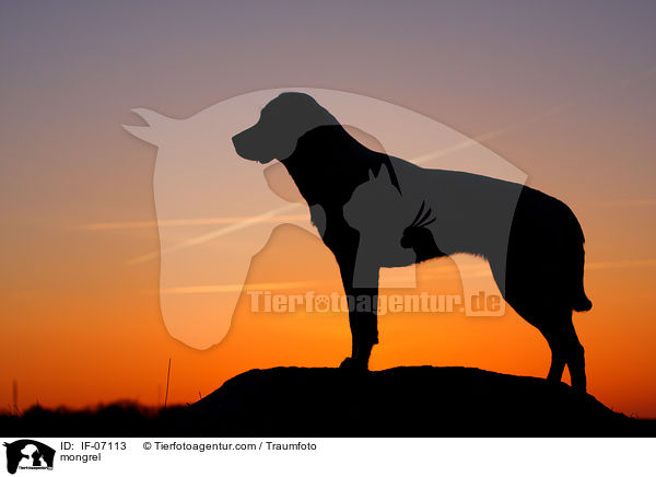 mongrel / IF-07113