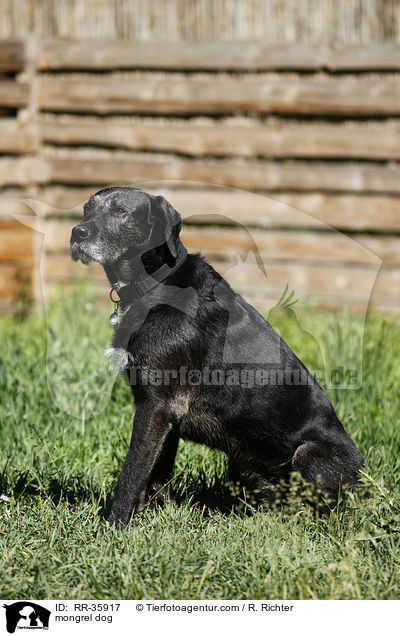 Mischling / mongrel dog / RR-35917
