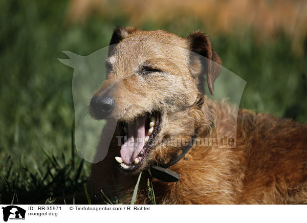 Mischling / mongrel dog / RR-35971