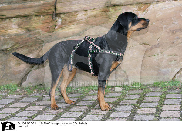 Rottweiler-Mischling / mongrel / DJ-02562