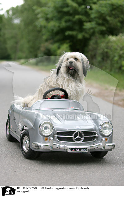 Tibet-Terrier-King-Charles Spaniel Mischling / mongrel / DJ-02750