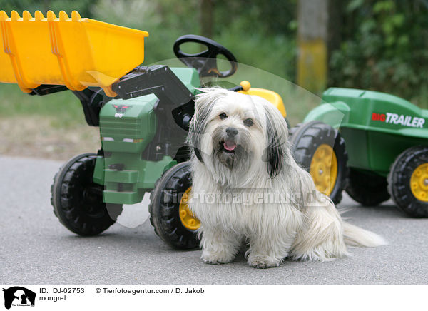 Tibet-Terrier-King-Charles Spaniel Mischling / mongrel / DJ-02753