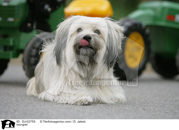 Tibet-Terrier-King-Charles Spaniel Mischling / mongrel / DJ-02755