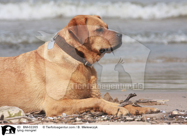 liegender Mischling / lying mongrel / BM-02265