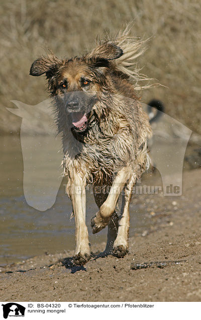 rennender Hovawart-Leonberger-Mix / running mongrel / BS-04320
