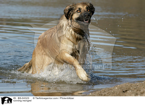 rennender Hovawart-Leonberger-Mix / running mongrel / BS-04323