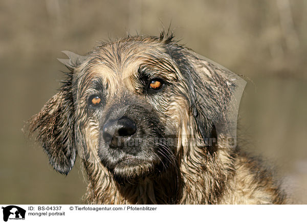 Hovawart-Leonberger-Mix Portrait / mongrel portrait / BS-04337