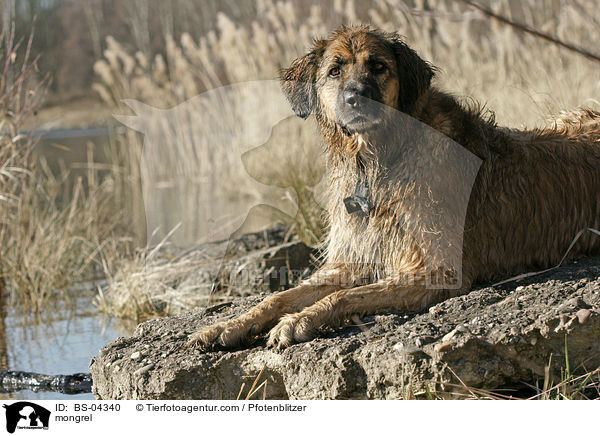 Hovawart-Leonberger-Mix / mongrel / BS-04340
