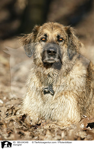 Hovawart-Leonberger-Mix / mongrel / BS-04348