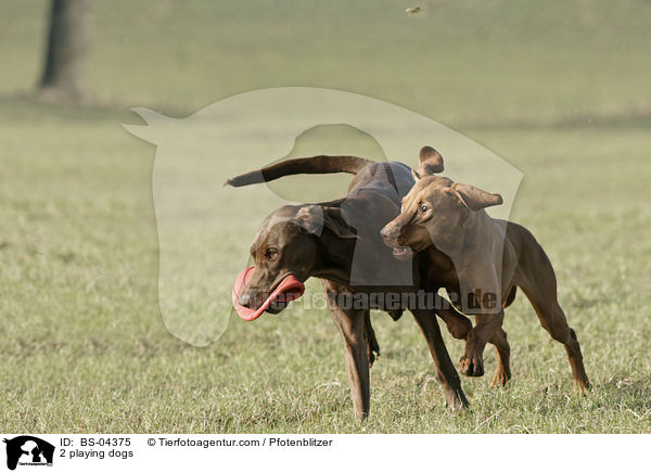 2 spielende Hunde / 2 playing dogs / BS-04375