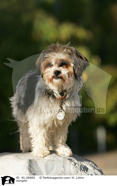 Mischling / mongrel / KL-06865