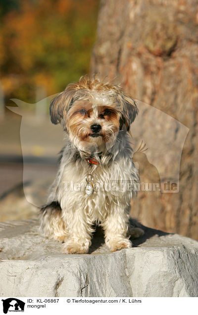 Mischling / mongrel / KL-06867