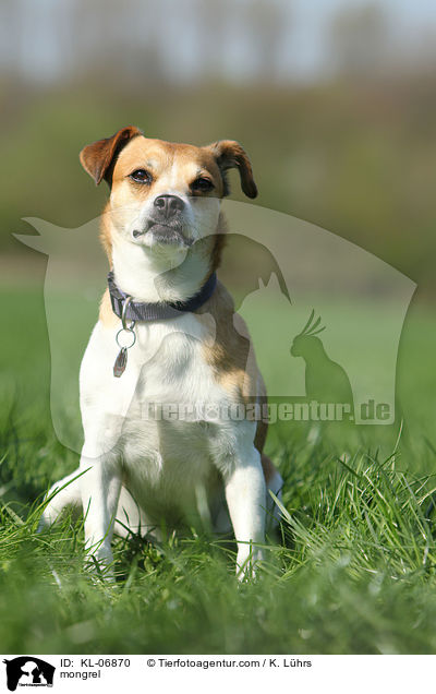 Mischling / mongrel / KL-06870