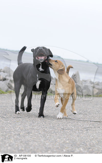 2 Mischlinge / 2 mongrels / AP-08100