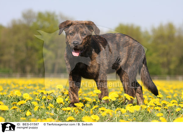 Mischlingswelpe / mongrel puppy / BES-01587