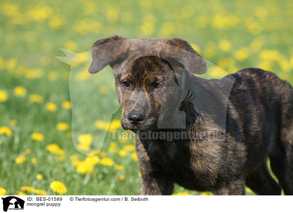 Mischlingswelpe / mongrel puppy / BES-01589