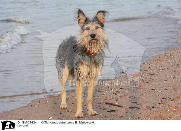 Mischling / mongrel / BM-02434