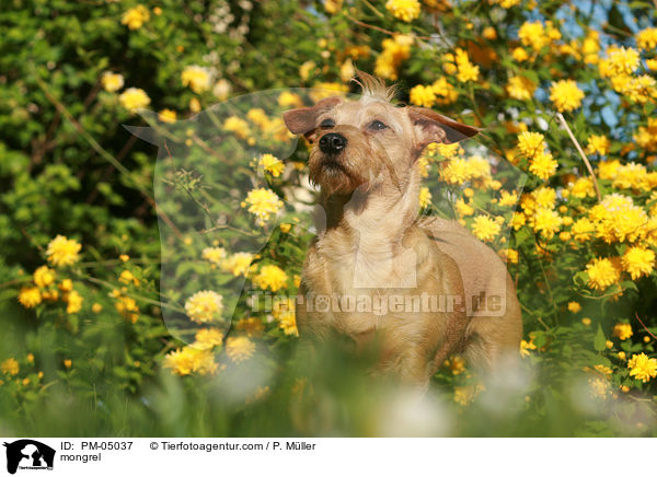 Mischling / mongrel / PM-05037