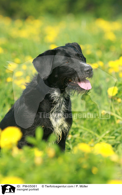 Schnauzer-Mix Portrait / mongrel portrait / PM-05061
