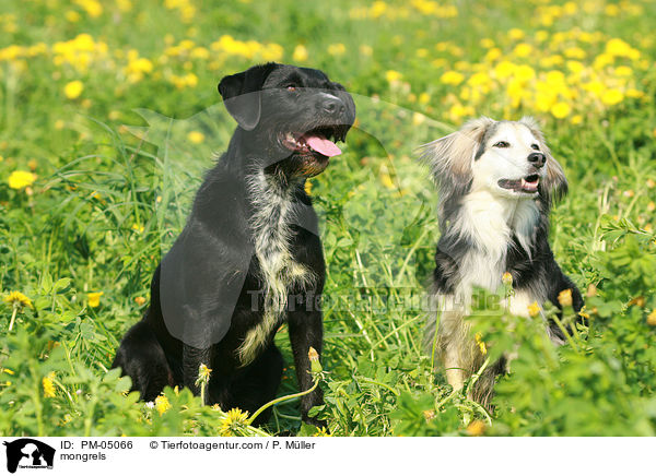 Mischlinge / mongrels / PM-05066